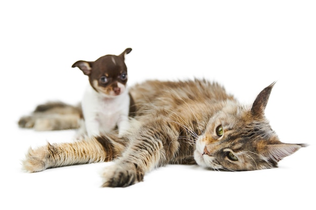 メインクーン猫とチワワの子犬 孤立 小さなかわいい犬とかわいい大人のべっ甲メインクーン猫 子犬と子猫の避難所 プレミアム写真