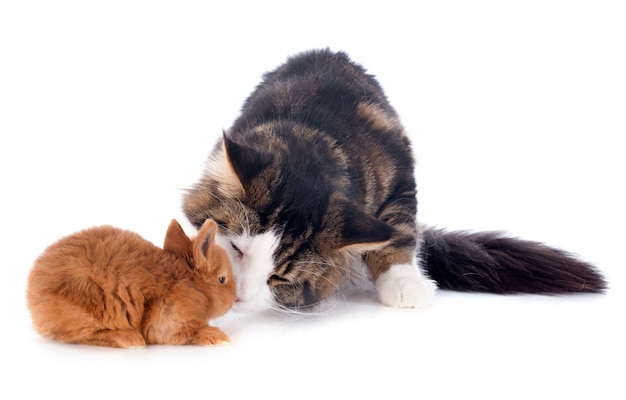 maine coon cat and bunny