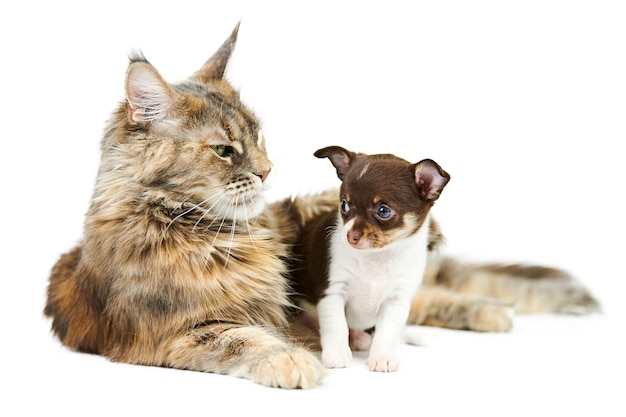 Gatto maine coon e cucciolo di chihuahua