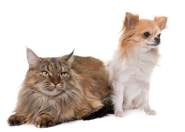 maine coon cat and chihuahua