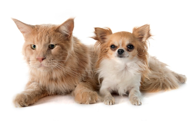 maine coon cat and chihuahua