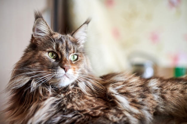 Maine coon cat, close up