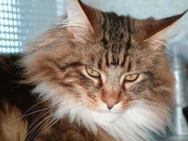 Maine Coon cat closeup Indoors