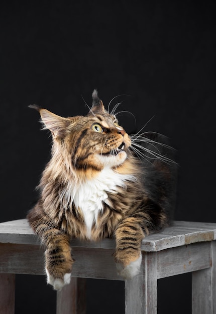 Maine Coon cat on a dark background