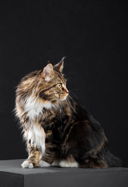 Maine Coon cat on a dark background