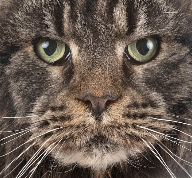 Maine coon cat in front of white background