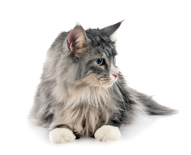 Maine coon cat in front of white background