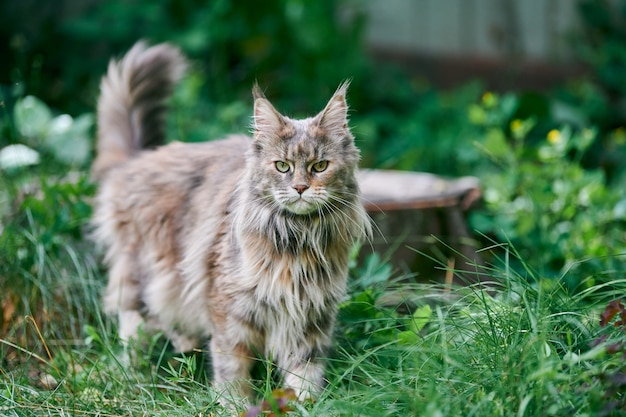 Maine coon cat in garden. Adult cute cat walk on park grass. Big feline breed for home love and affection.