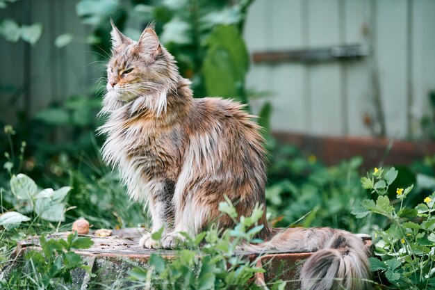 Maine coon cat in the garden