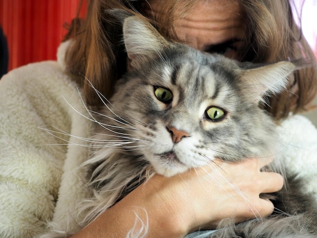 Кошка мейн-кун в руках человека У кошки очень выразительные зеленые глаза Юмористическая концепция