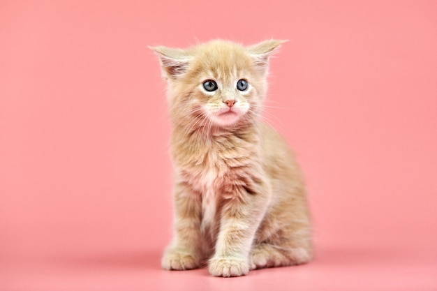 Gatto maine coon isolato sul rosa