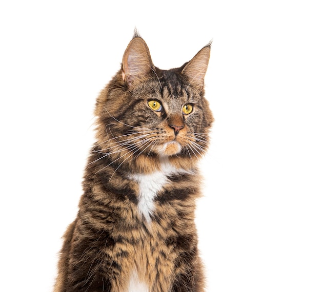 Premium Photo | Maine coon cat isolated on white