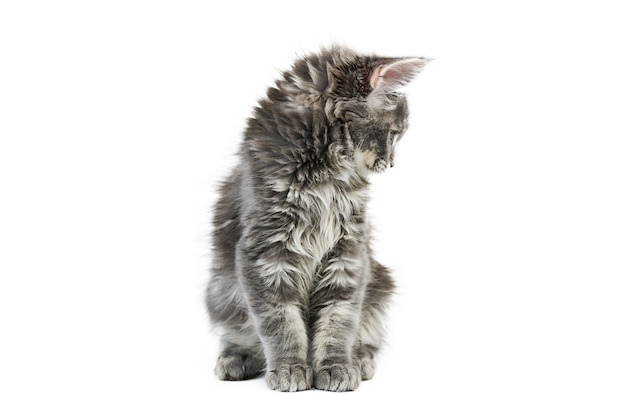 Maine coon cat isolated on white