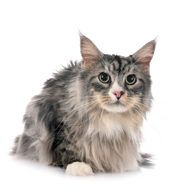 Maine coon cat isolated