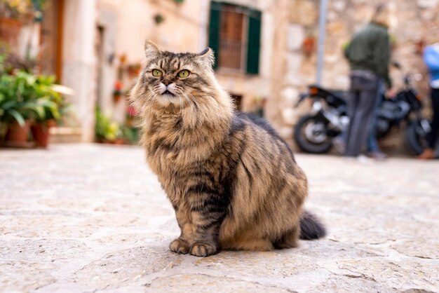 Maine coon cat looking away while sitting on street against houses in town