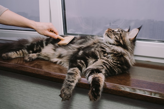 Maine Coon cat lying on the windowsill and his owner combs his hair, cat grooming
