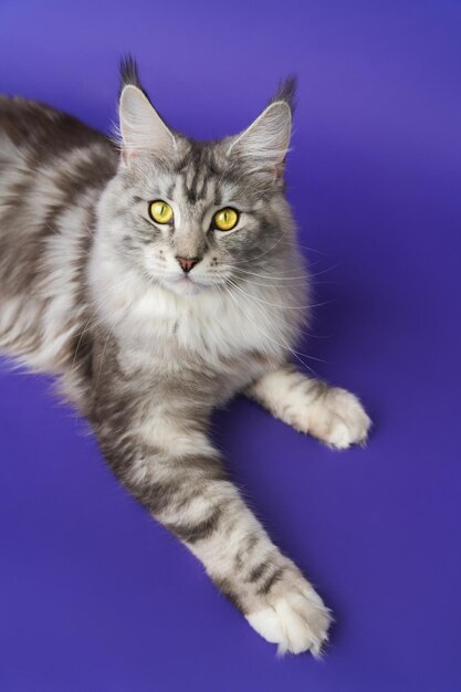 Maine Coon Cat met gele ogen liggend op een blauwe achtergrond en kijkend naar de camera