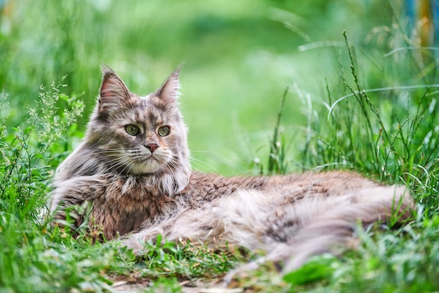 公園の芝生のメインクーン猫。大人のかわいい猫が庭を散歩します。家庭の愛情と愛情のための最大の飼いならされた猫の品種。