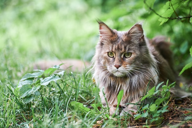 公園の草のメインクーン猫