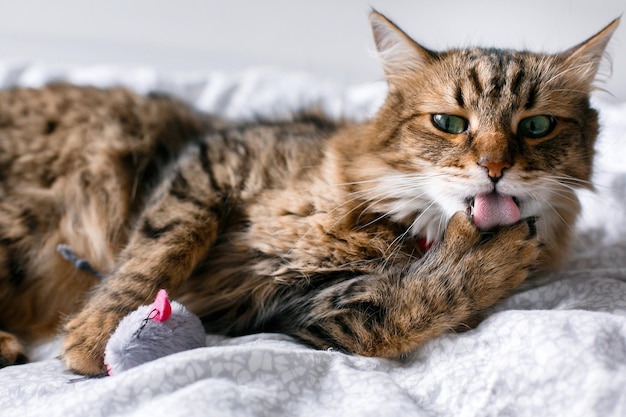 Maine coon cat playing with mouse toy and grooming on white bed in sunny stylish room Cute cat with green eyes lying and licking paw with pink tongue on comfortable bed Space for text