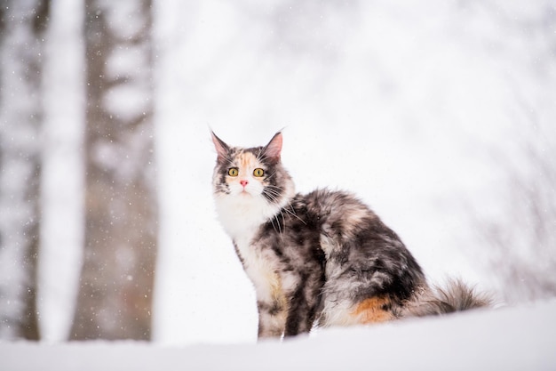 Il gatto del maine coon policromo si siede sulla neve nella foresta in inverno