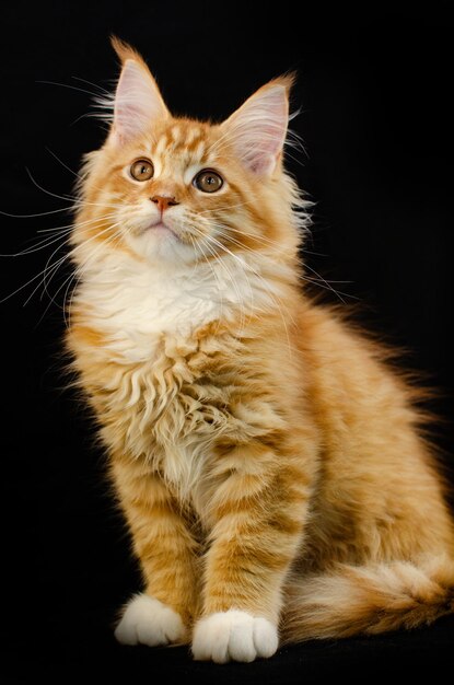 Maine Coon cat of red color, with fluffy red hair, on a black background. He has a long mustache and tail and very large paws, fluffy hair. Maine Coon kitten who is 2 months old.