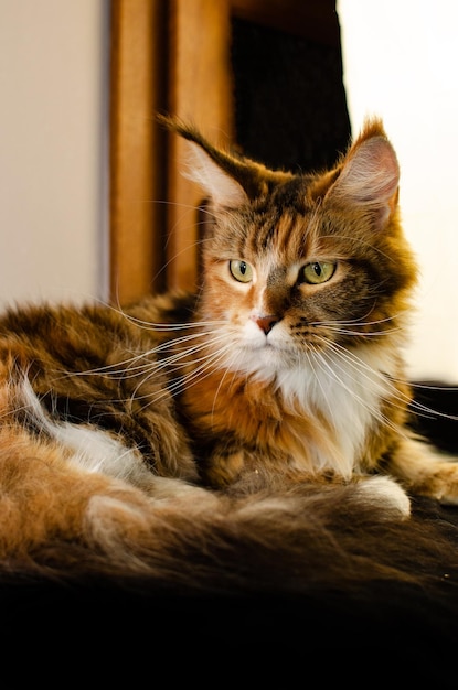 Maine coon cat of red color with fluffy red hair on a black background