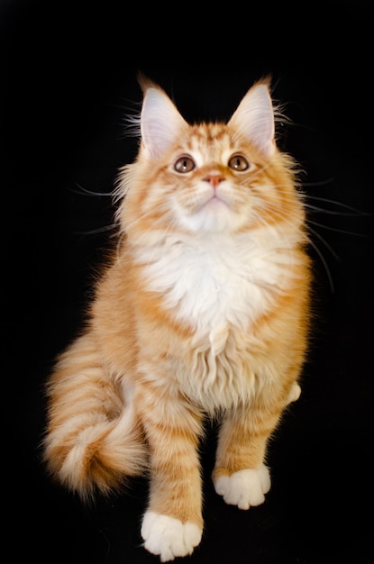 Maine Coon cat of red color with fluffy red hair on a black background