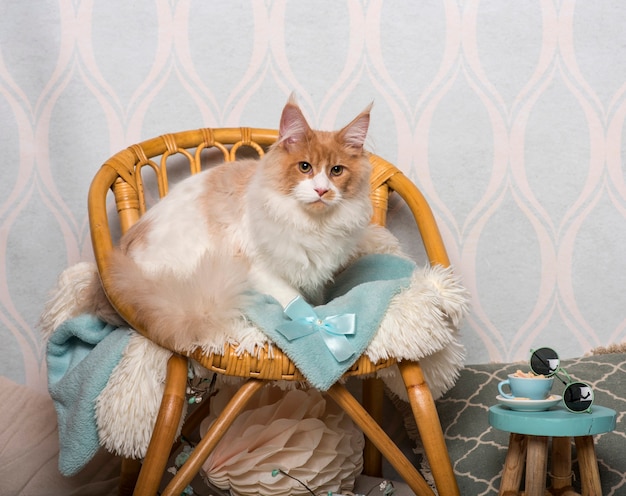 Maine coon cat sitting on chair in studio, portrait