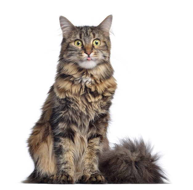 Premium Photo | Maine coon cat sitting and facing isolated on white