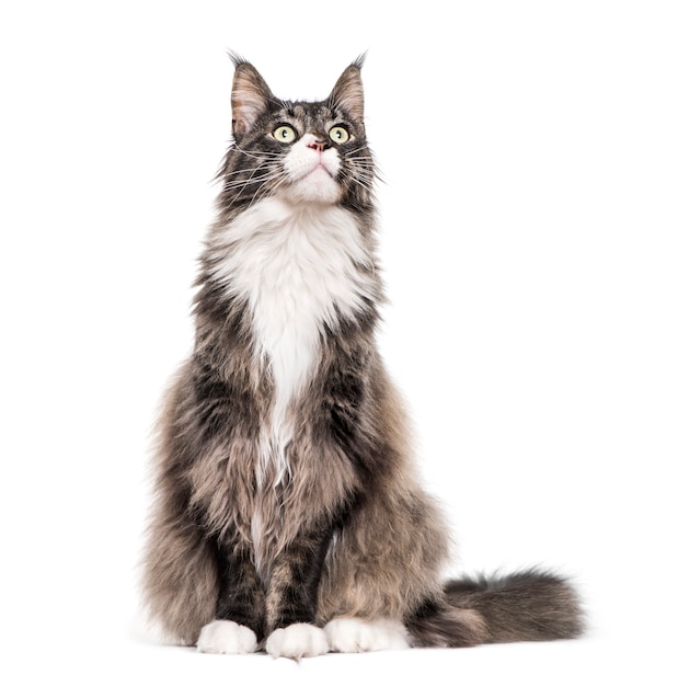 Gatto maine coon seduto