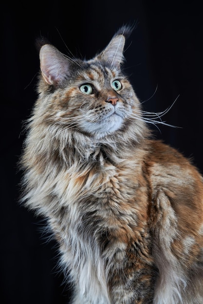 Maine Coon cat Studio portrait large cat Isolated on black background