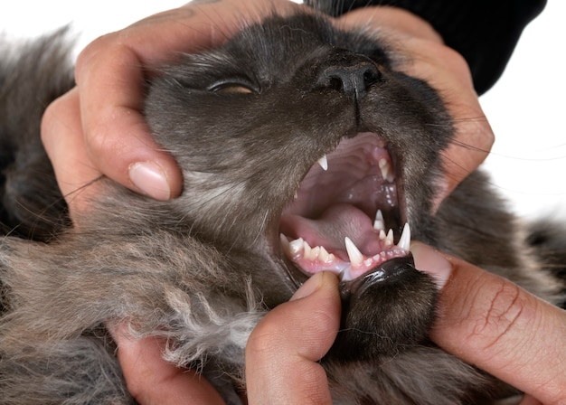 maine coon cat teeth