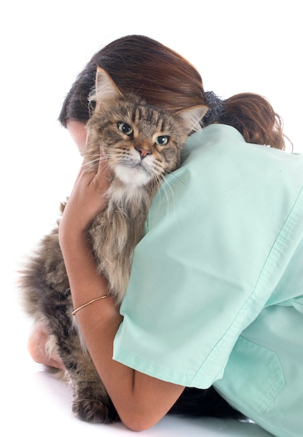 Photo maine coon cat an vet