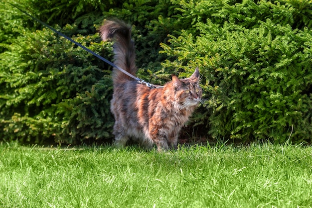 Maine coon cat walks on the green lawn on a sunny day