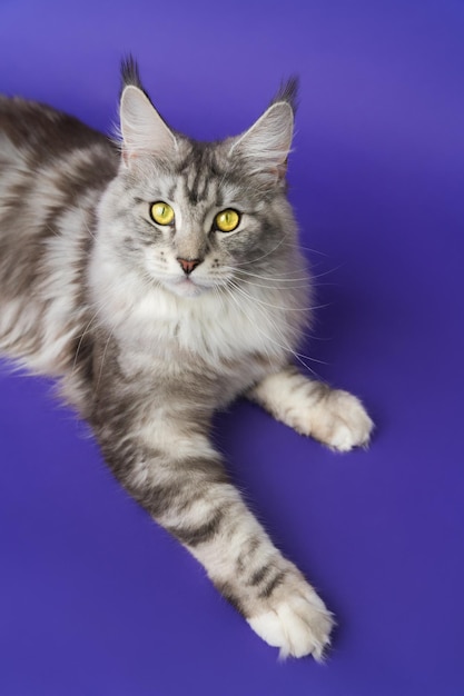 Maine coon cat with yellow eyes lying down on blue background and looking at camera