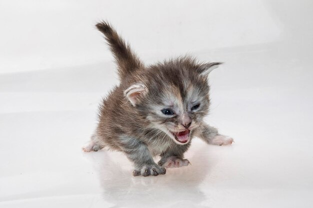 Maine Coon Cat