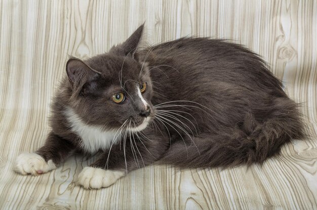 Maine coon cat