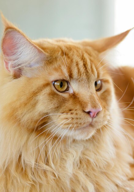 Maine Coon Cat