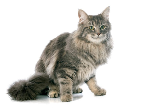 Maine Coon Cat