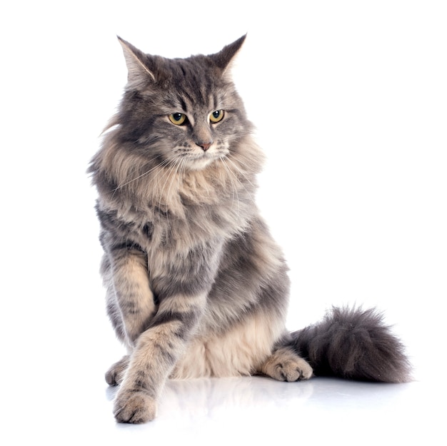 Photo maine coon cat