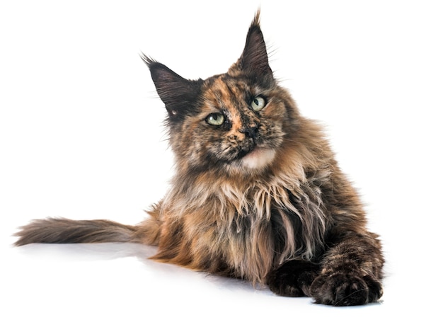 Maine Coon Cat