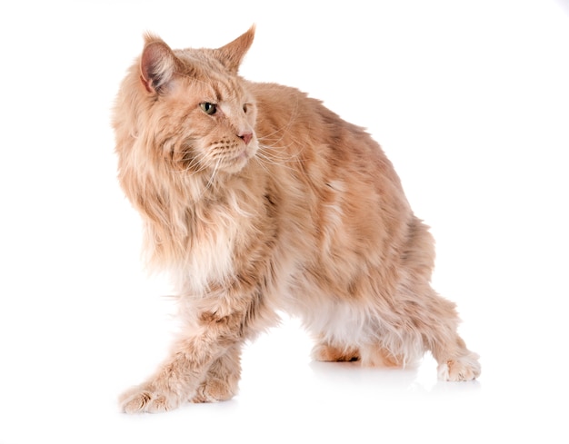 maine coon cat