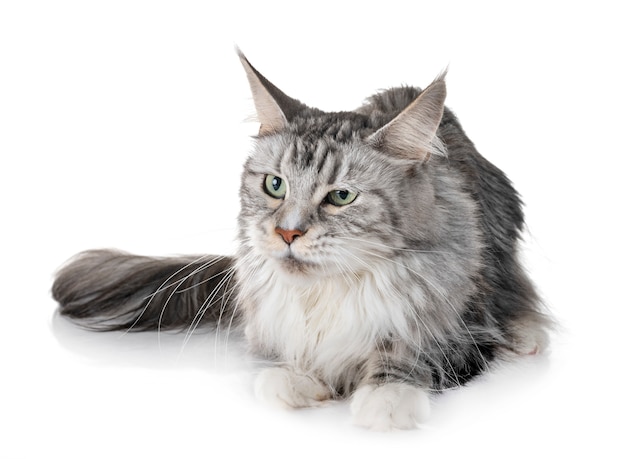 Photo maine coon cat