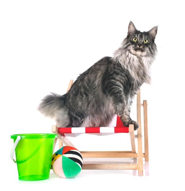 Maine Coon Cat