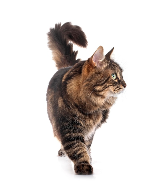 Maine Coon Cat