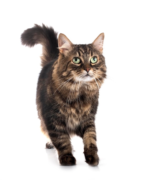 Maine coon cat