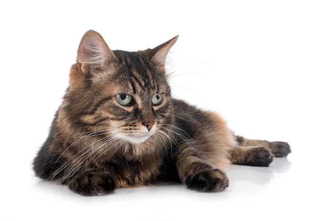 Maine Coon Cat