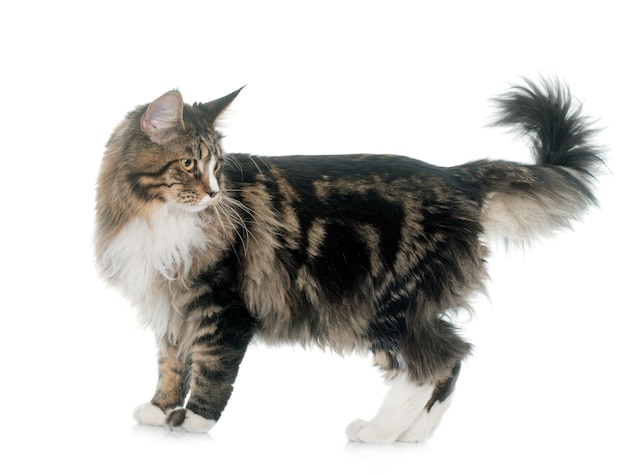 Foto gatto delle maine coon