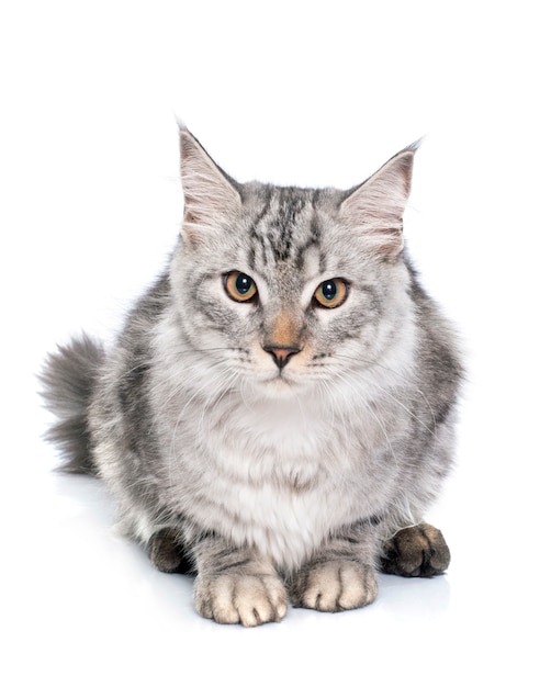 maine coon cat